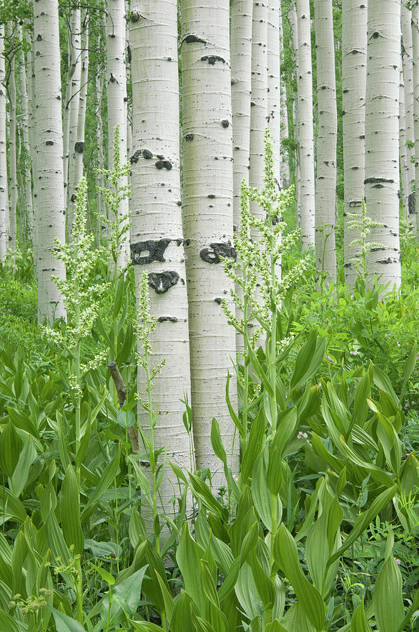 Grove Of Aspen Trees With White Bark #1 Photograph by Mint Images - David Schultz