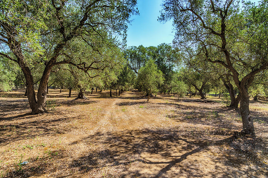 Grove Of Olive Trees #1 Photograph by Vivida Photo PC