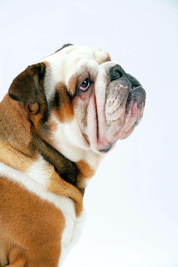 Grumpy British Bulldog #1 Photograph by Seeables Visual Arts