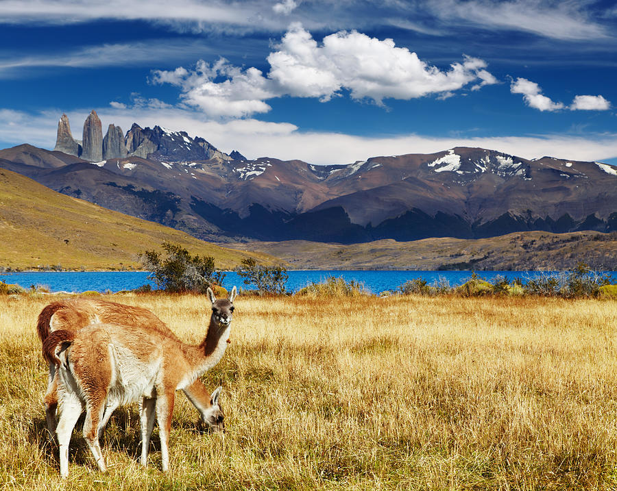 Landscape Photograph - Guanaco In Torres Del Paine National #1 by DPK-Photo