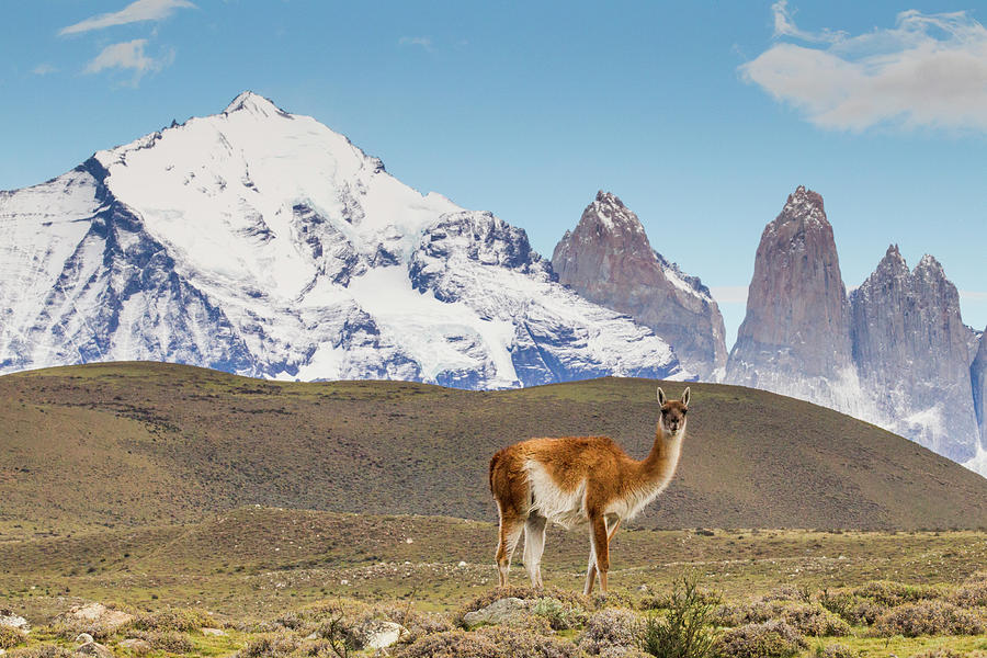 Guanaco In Torres Del Paine Photograph by Sebastian Kennerknecht