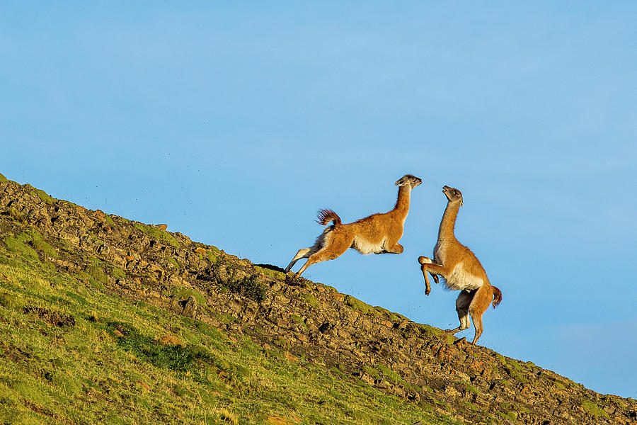 Guanaco Males Fighting In Patagonia #1 Photograph by Sebastian Kennerknecht