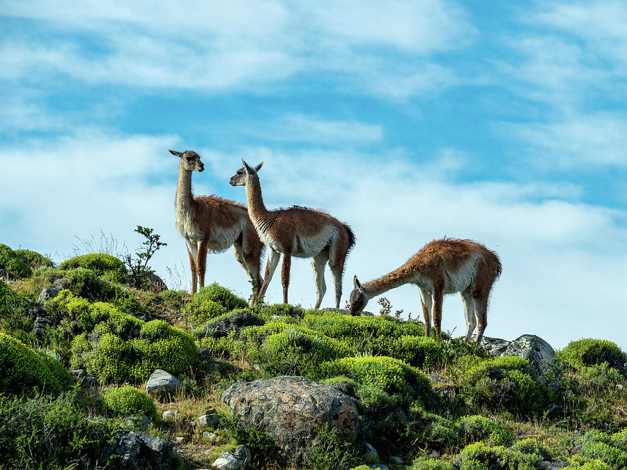 Guanacos on the Patagonia Plains Photograph by Leslie Struxness