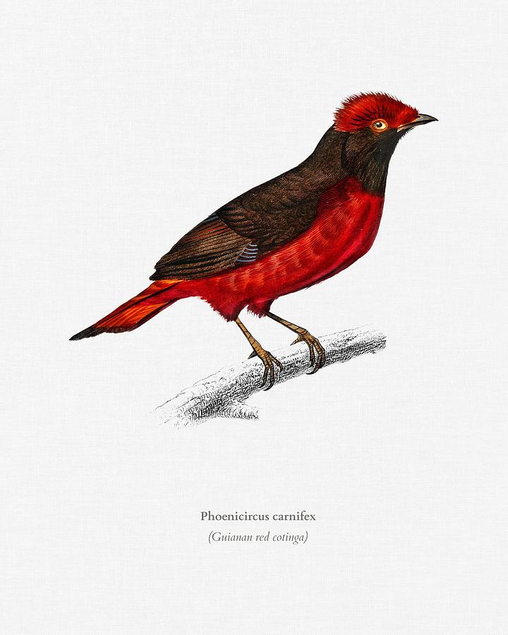 Guianan Red Cotinga Phoenicircus Carnifex Illustrated By Charles Dessalines D Orbigny 1806 1876 Painting By Celestial Images