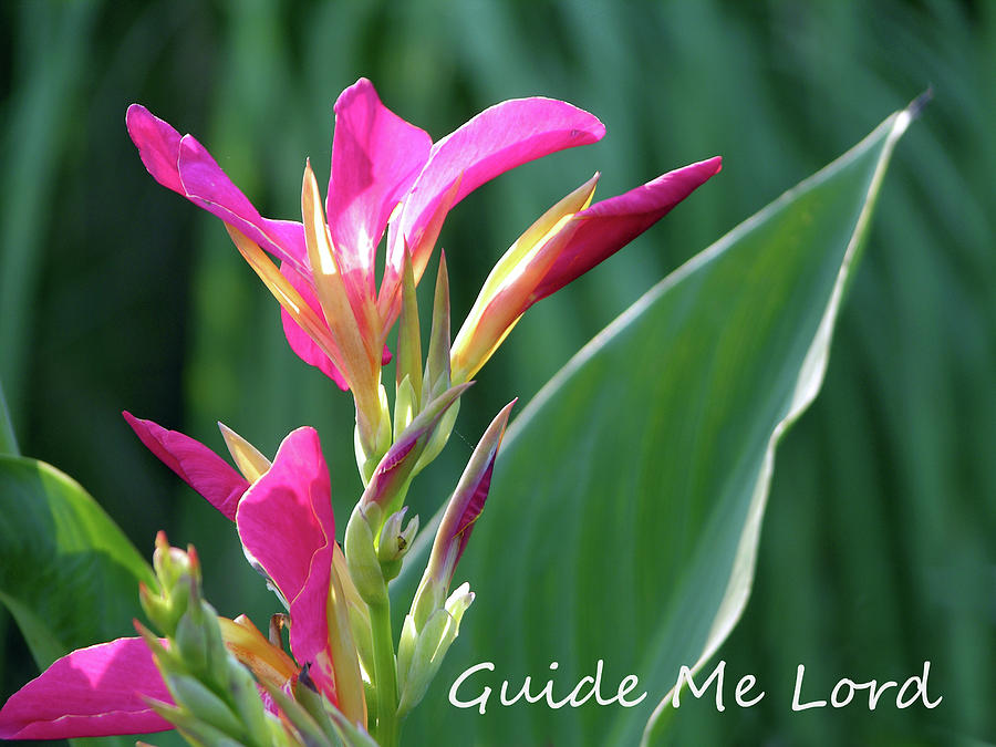 Flower Photograph - Guide Me Lord by John Lautermilch Flower Photograph - Guide Me Lord by John Lautermilch