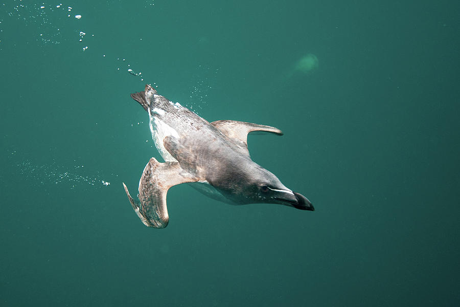 Guillemot Bird Swimming Underwater Digital Art by George Karbus