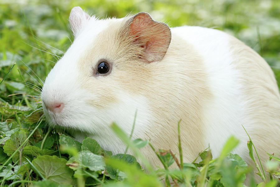 Guinea Pig In Grass Photograph by David Kenny