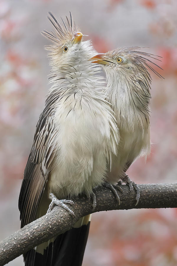Bird Photograph - Guira Cuckoo Playing #1 by Linda D Lester