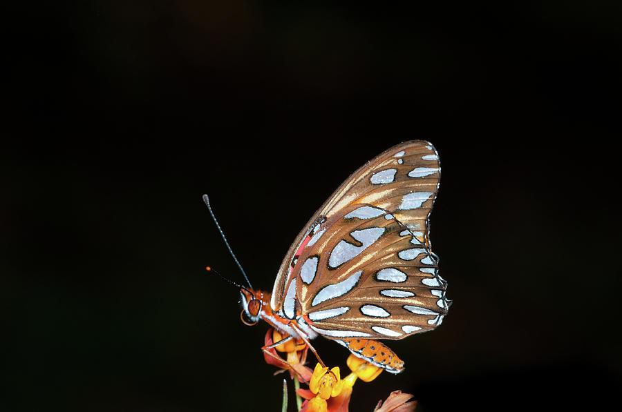 Gulf Fritillary Butterfly #1 Photograph by Jim Mckinley