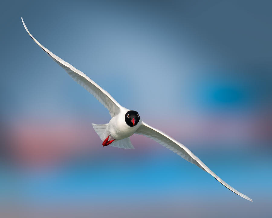 Gull #1 Photograph by Ahmed Elsheshtawy