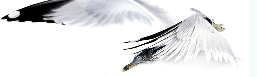 Seagull Mixed Media - Gull In Flight #1 by Karen Williams