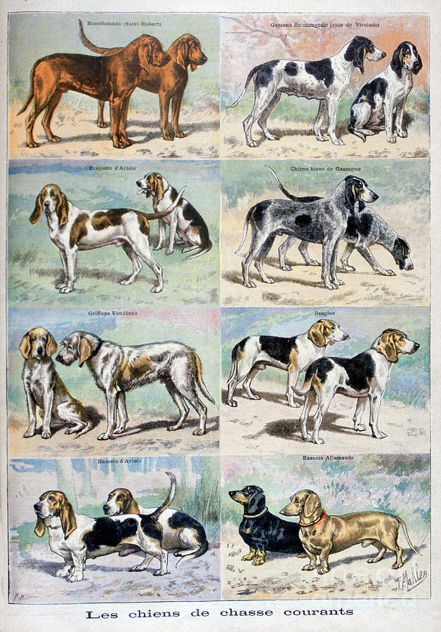Gun Dogs, 1897. Artist P Mahler #1 Drawing by Print Collector