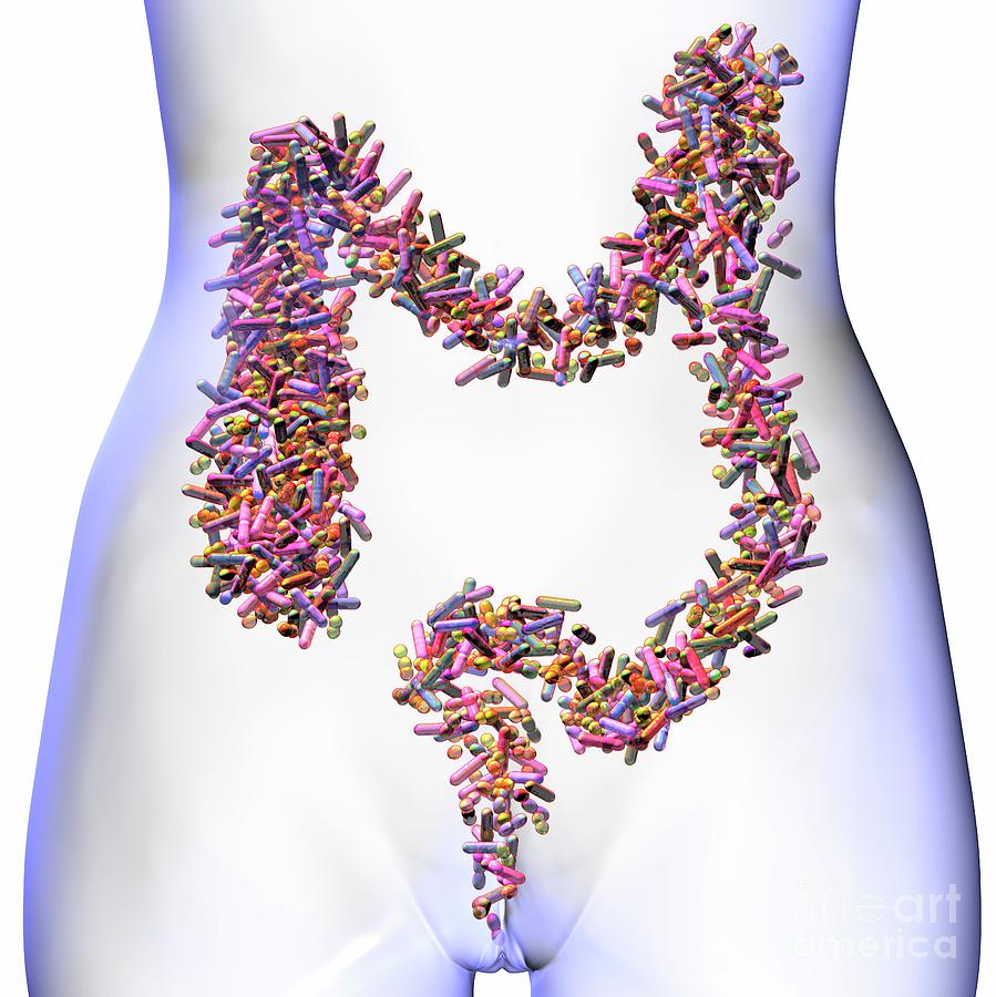 Gut Microbiome Photograph By Russell Kightley Science Photo Library Fine Art America