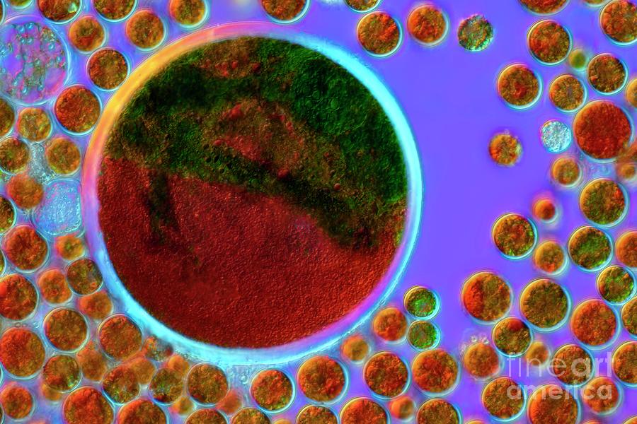 Haematococcus Sp. Green Algae #1 Photograph by Frank Fox/science Photo Library