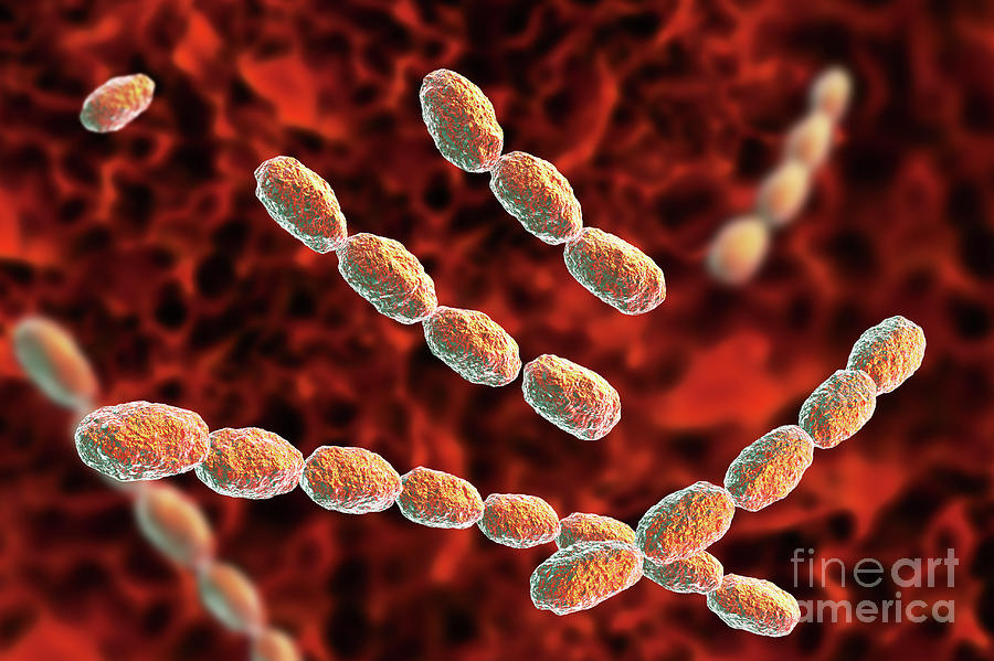 Haemophilus ducreyi Schokoladenagar