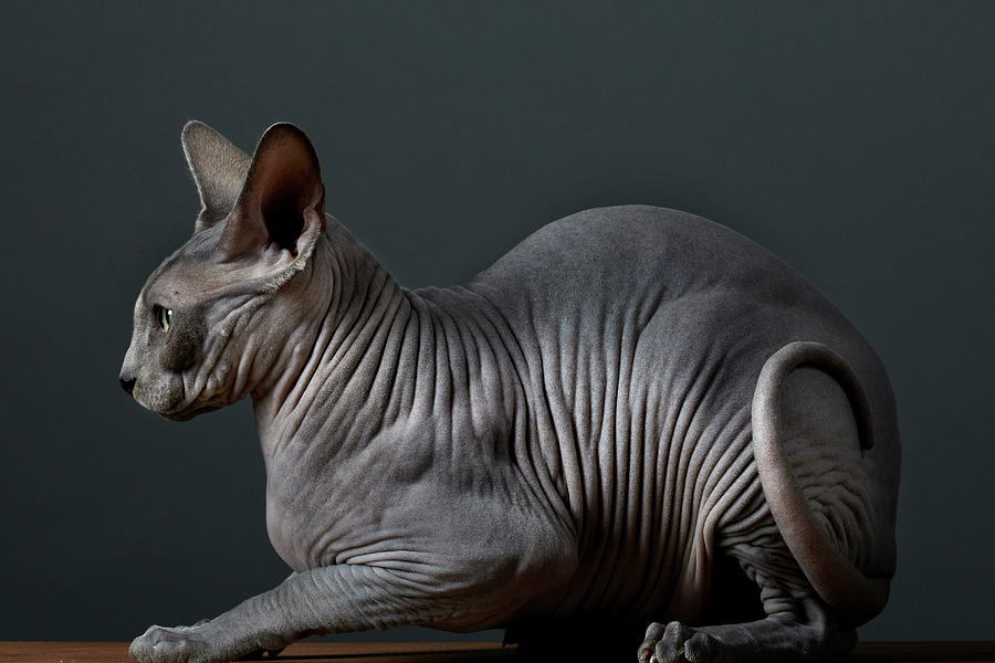 Hairless Cat #1 Photograph by Peter Samuels
