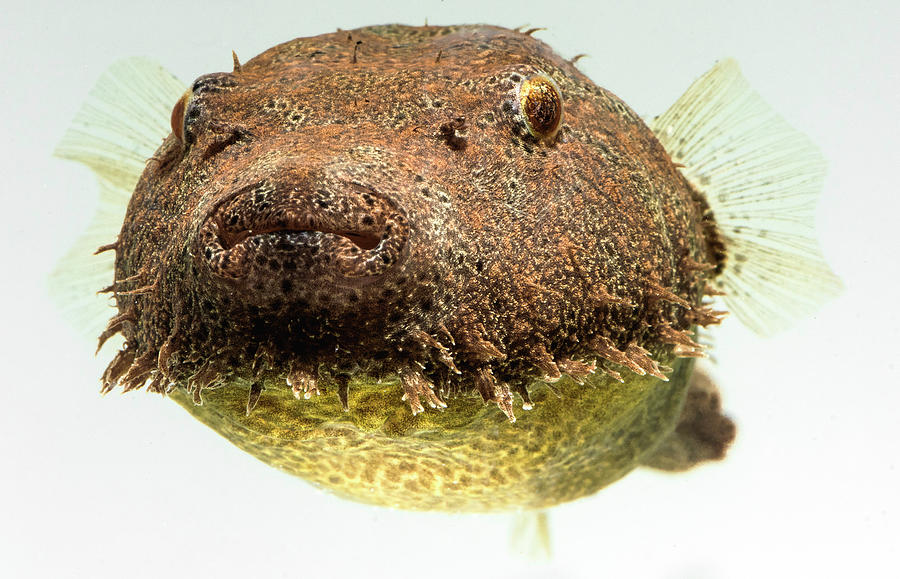 Hairy Pufferfish Tetraodon Baileyi #1 Photograph by Dante Fenolio