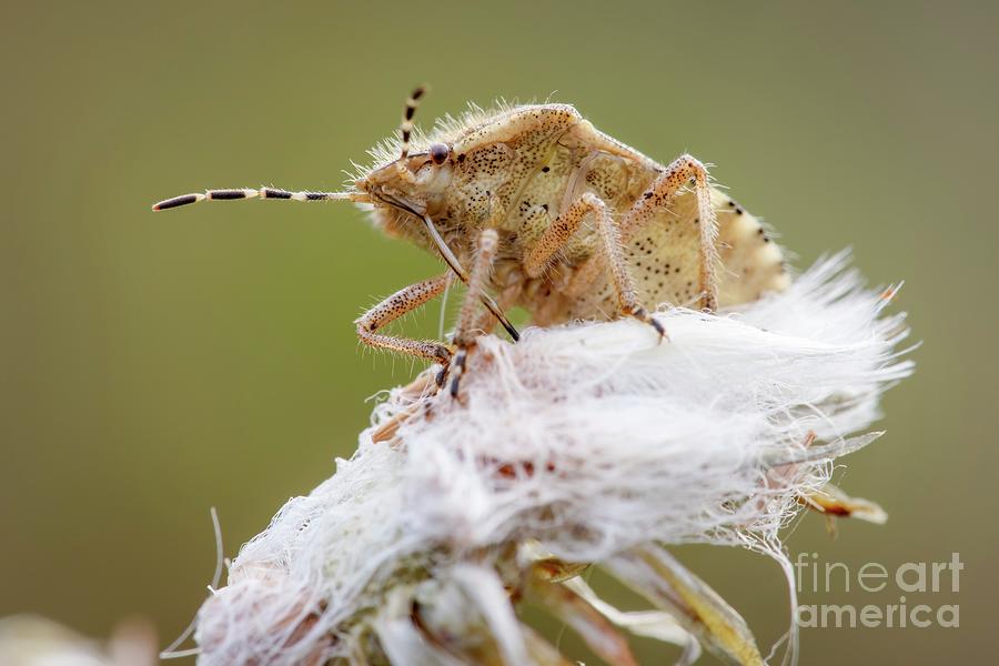 Insects Photograph - Hairy Shieldbug #1 by Heath Mcdonald/science Photo Library