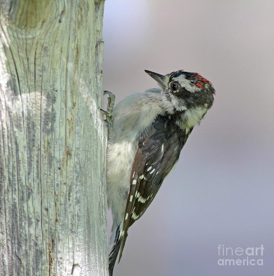 Hairy Woodpecker #1 Photograph by Gary Wing