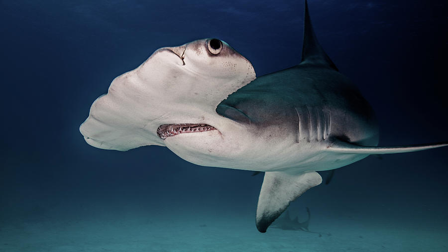 Hammerhead Shark, Underwater View, Bimini, Bahamas Digital Art By Ken 