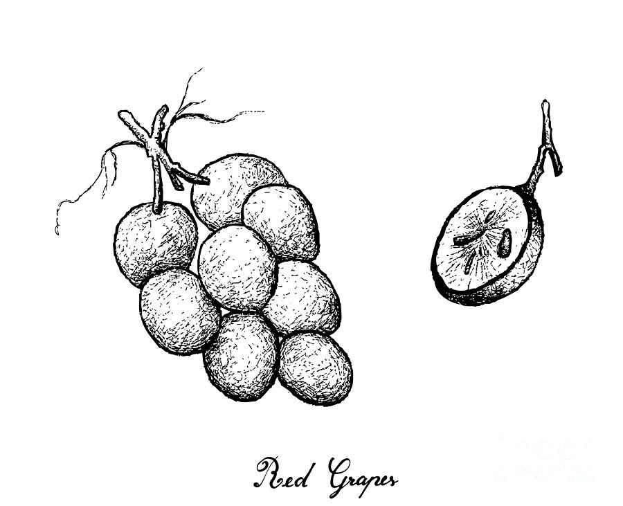 Fruit of Muscadine Grapes or Vitis Rotundifolia... - Stock Illustration  [74188352] - PIXTA