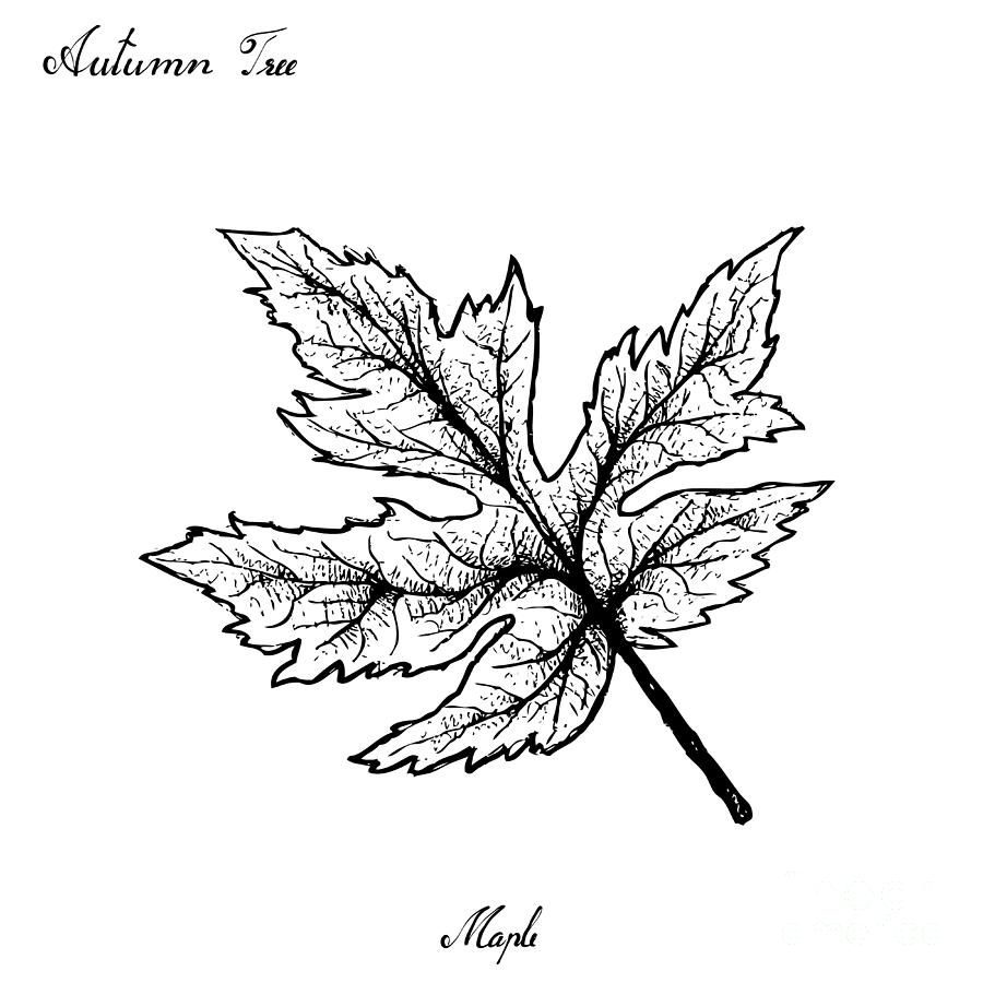 Acer Rubrum Drawing - Maple Tree Leaf Illustration, HD Png Download -  1493x2050(#5736571) - PngFind