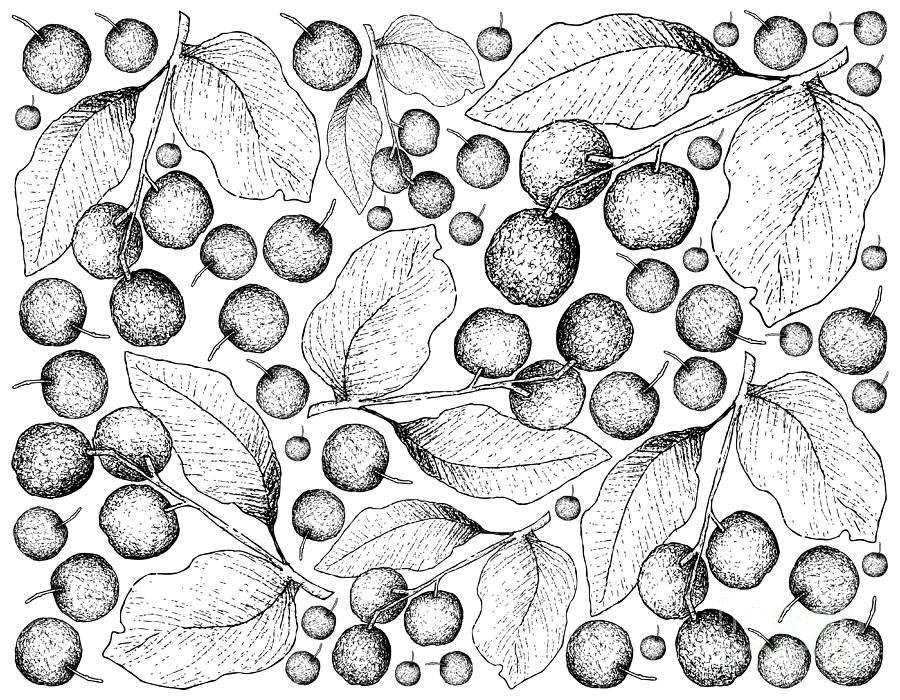 Hand Drawn of Black Cherries on White Background Drawing by Iam Nee ...