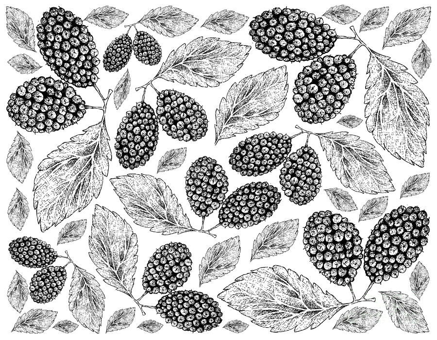 Hand Drawn of Black Mulberries on White Background Drawing by Iam Nee