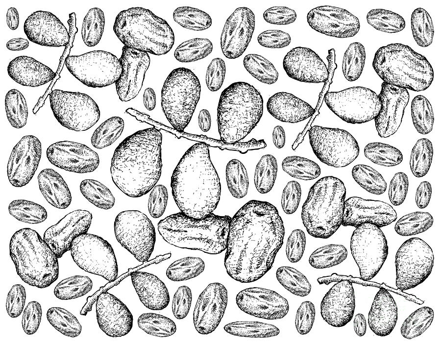 Hand Drawn of Dates Fruits on White Background Drawing by Iam Nee ...