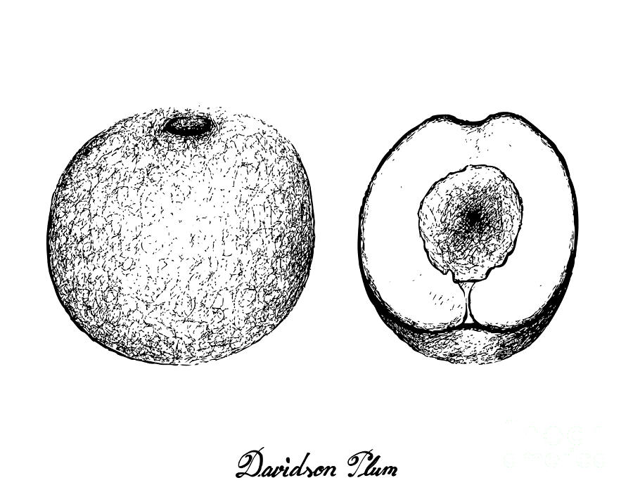 Hand Drawn Of Davidson Plums On White Background Drawing