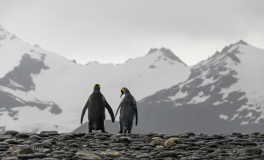Penguin Photograph - Hand in Hand #1 by Alex Lapidus