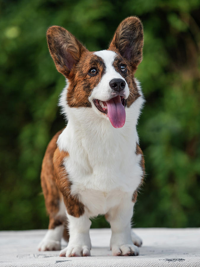 Handsome Brindle-colored Young Corgi Posing And Making Faces Photograph ...