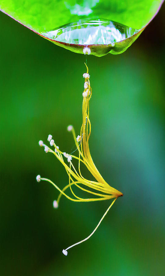 Hanging By A Thread by John Dakin Hanging By A Thread by John Dakin