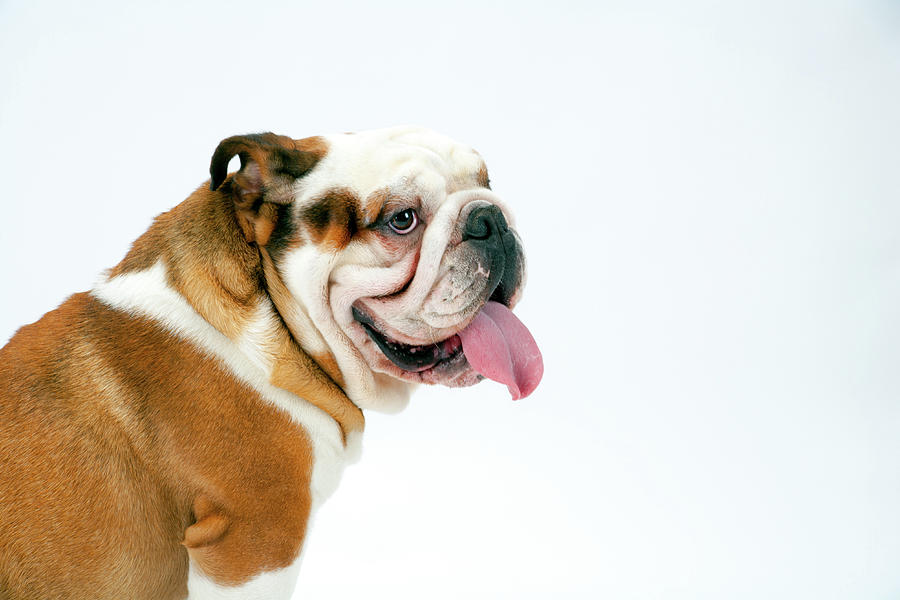 Happy British Bulldog #1 Photograph by Seeables Visual Arts