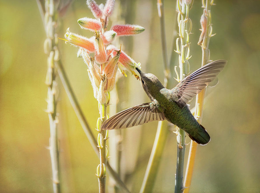 Happy Little Hummingbird  #1 Photograph by Saija Lehtonen