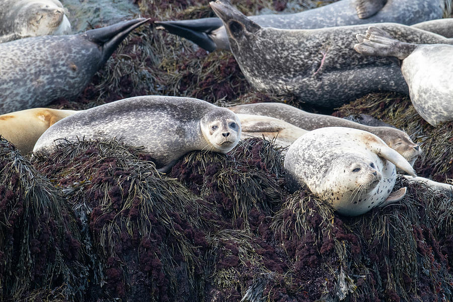Harbor Seals Along Bay Of Fundy #1 Photograph by Scott Leslie