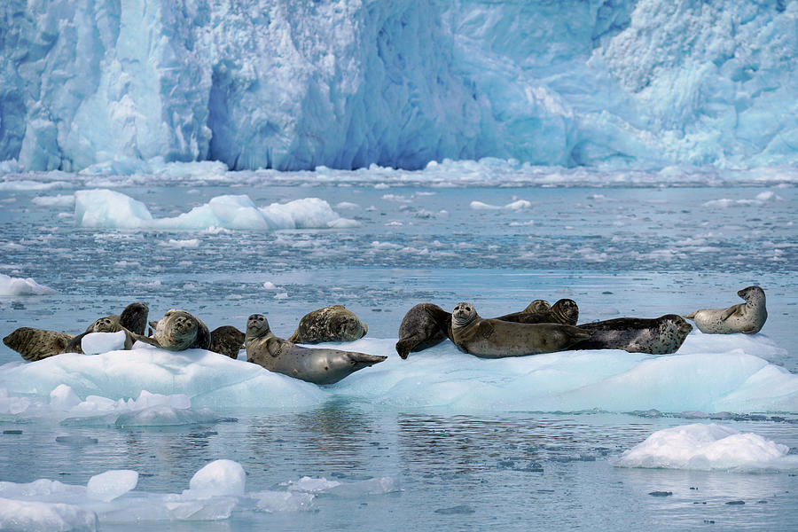 Harbor Seals On Ice Floes #1 Photograph by Hiroya Minakuchi