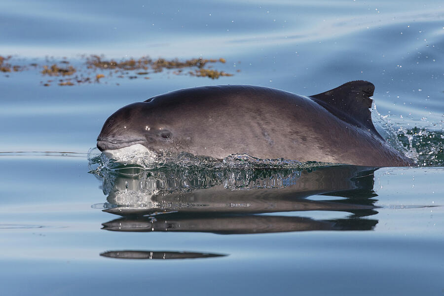 Harbour Porpoise Surfacing Bay Of Fundy, New Brunswick #1 Photograph by Mark Carwardine / Naturepl.com Harbour Porpoise Surfacing Bay Of Fundy, New Brunswick #1 Photograph by Mark Carwardine / Naturepl.com
