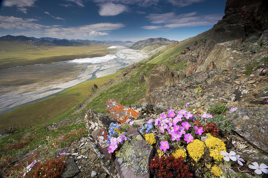 Hardy Alpine Or Arctic Wildflowers Grow Photograph by Mint Images - Art Wolfe