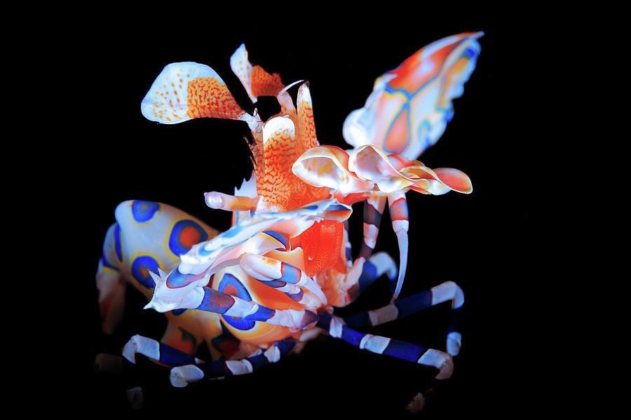 Shrimp Photograph - Harlequin Shrimp #1 by Barathieu Gabriel