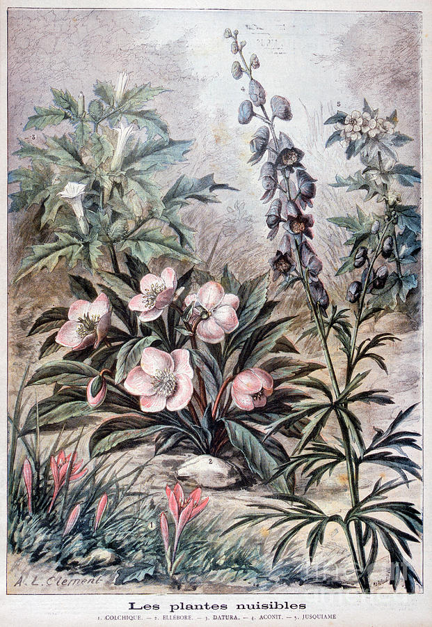 Harmful Plants, 1897. Artist F Meaulle #1 Drawing by Print Collector