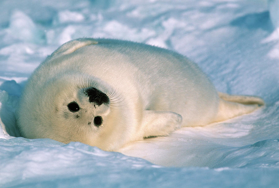 Harp Seal Pup Phoca Groenlandicus Gulf #1 Photograph by Nhpa