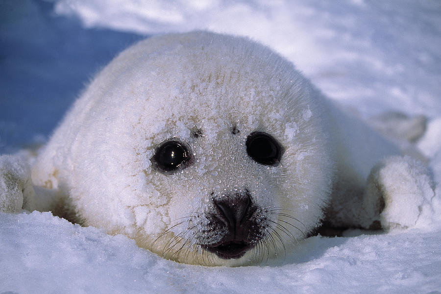 Harp Seal Young Phoca Groenlandica Photograph by Nhpa - Pixels