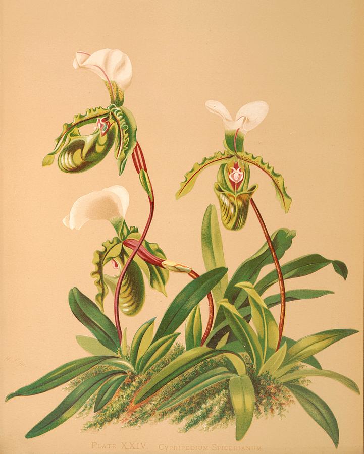 Flower Drawing - Harriet Stewart Miners Botanical #1 by Steeve. E. Flowers.