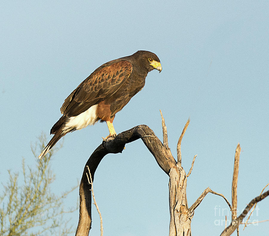 Harris Hawk Photograph by Dennis Hammer | Fine Art America