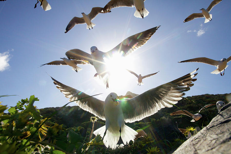 Hartlaubs Gulls Flying Away, Hout Bay #1 Photograph by Heinrich Van Den Berg