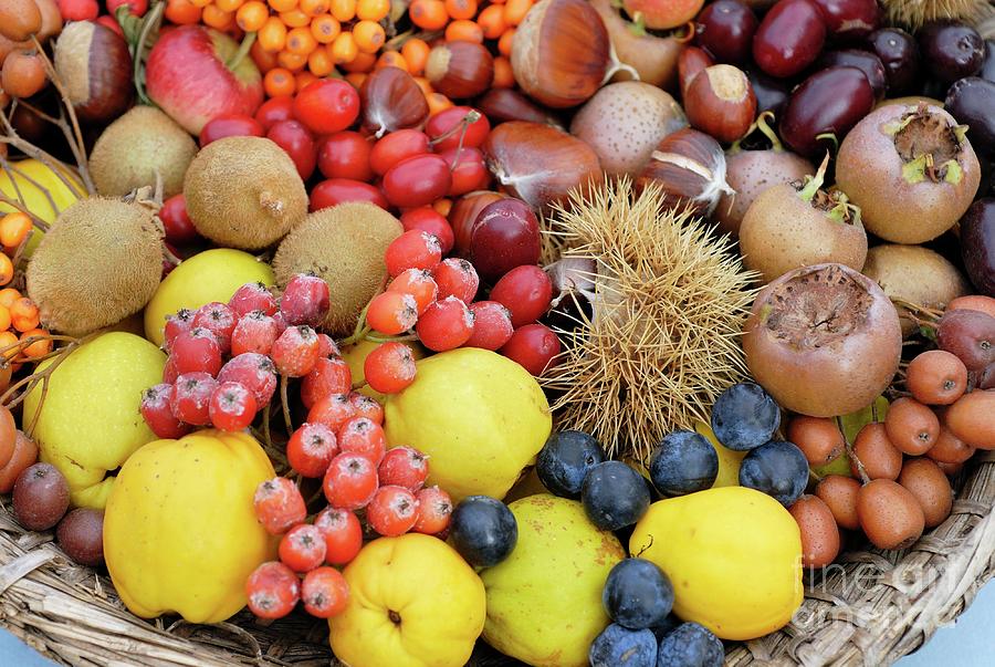 Harvested Autumn Fruits And Nuts #1 Photograph by Science Photo Library Harvested Autumn Fruits And Nuts #1 Photograph by Science Photo Library