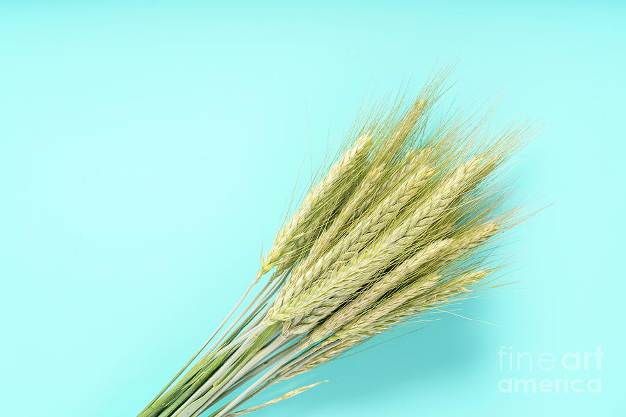 Bread Photograph - Harvested Cereal Ears #1 by Wladimir Bulgar/science Photo Library