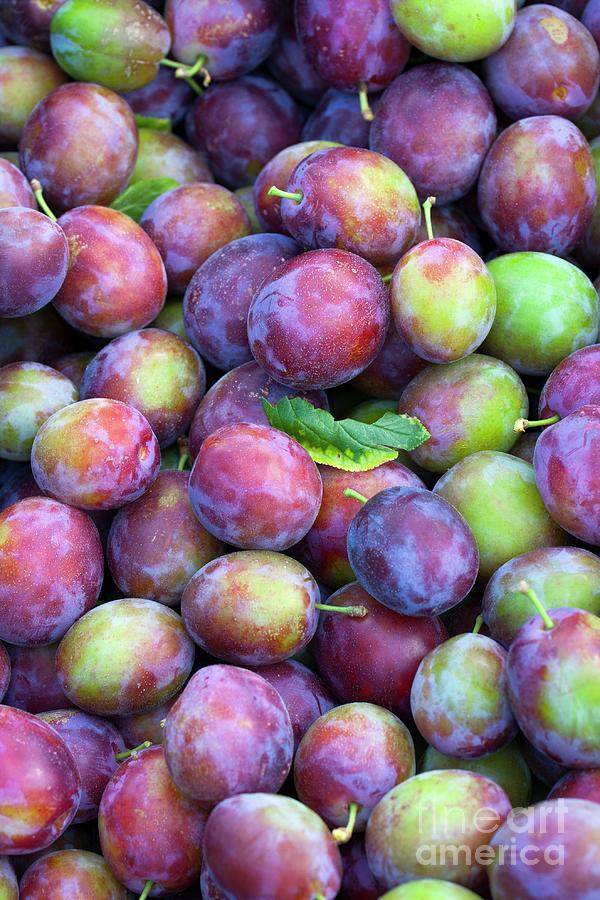 Harvested Victoria Plums #1 Photograph by David Woodfall Images/science Photo Library