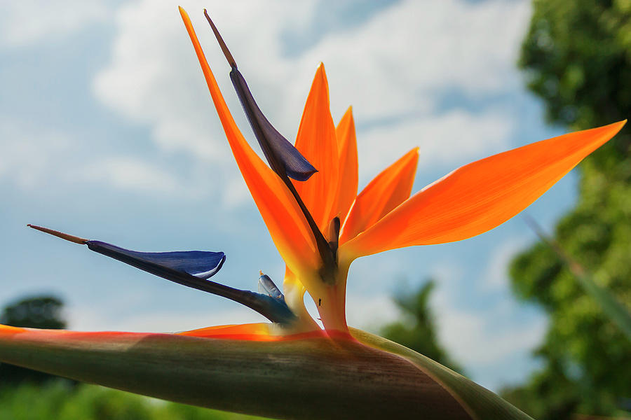 Hawaii, Bird Of Paradise Flower #1 Digital Art by Grant Studios